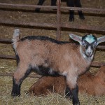 DSC_1297-t