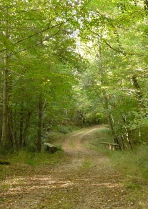 LIMITATION DES ACCES DANS LES FORETS